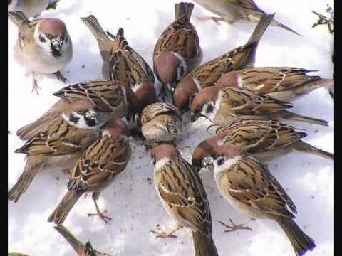 CAND ERAM PE IALOMITA....LA URZICENI