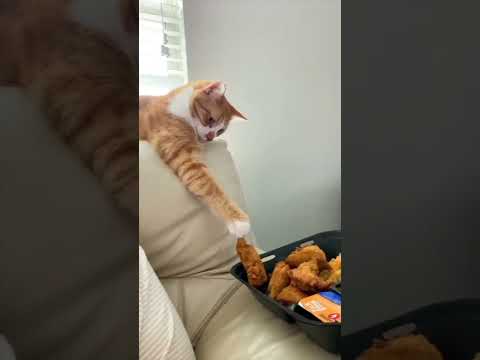 Best Funny Crazy Cats Random Clips😹|| #funny Cute Cats #shorts Video😂|| #trending #animals #reels