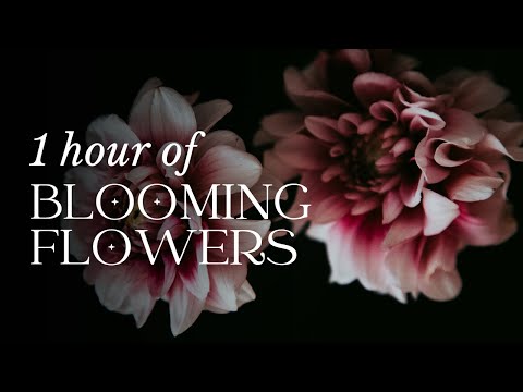 1 Hour of BLOOMING FLOWERS TIME LAPSE with Classical Music.