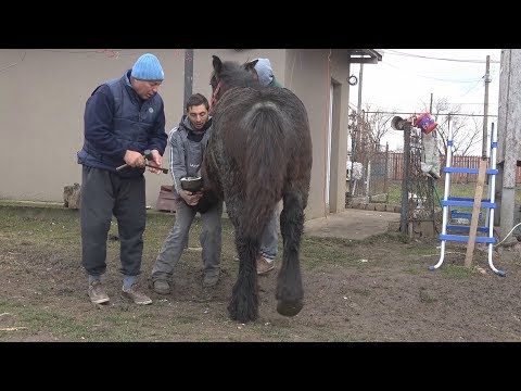 In vizita la Mihai de la Turda, cu Nea' Costel potcovarul 11 nov 2017