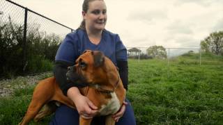 Sweet Leo Needs a Home!