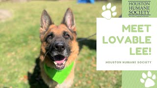 Pet Spotlight - Meet Lee!