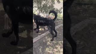 Video preview image #1 Poodle (Standard)-Unknown Mix Puppy For Sale in Grafton, WI, USA