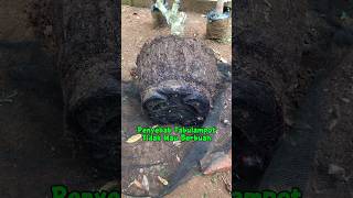 Download lagu Reasons Why Potted Plants Won't Bear Fruit #tabulampot mp3