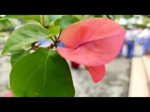 SMAHU Pelantikan OSIS 2019 2020