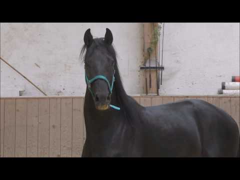 RPZ Destavio - 3-jähriger hochveranlagter Wallach von Destano x Flavio (v. Florestan) -VERKAUFT/SOLD