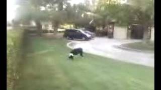 preview picture of video 'Two legged dog Border Collie amazing animal playing fetch biped'