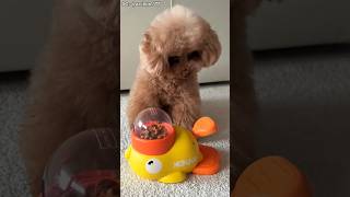 Download lagu Nggak Nyangka, Anjing Ini Sampai Segitunya Demi Cemilan Terakhir! mp3