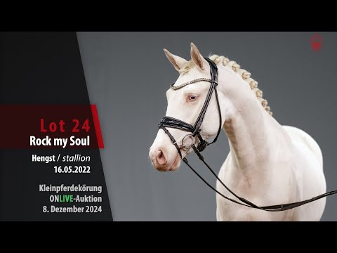 Kleinpferdekörung Lot 24 Rock my Soul Hengst v. Rocket d´Alpen - FS Mr. Right