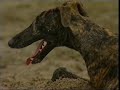 Galgo Español - Documentario Galgo Español del 2004