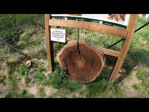 Stempelstelle 181 Forstmeister Tannen - Harzer Wandernadel