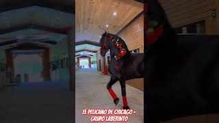 el pelícano de Chicago - grupo laberinto