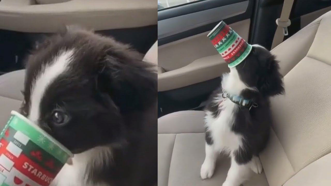 Best of r/Aww Clips | Part 1