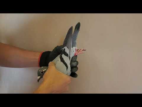 【美國名系基因庫－西翁系】AU 24 CVA 2111：2021年幼鴿賽547公里23位、鴿王34位直女