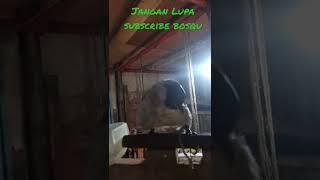 Download lagu suara kutiLang terancam kusus pikat mp3