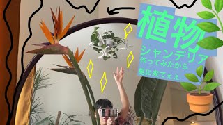 DIYプロジェクト『植物シャンデリア!』 コートハンガーでグリーンなエコインテリア。: plant chandelier +ネオわくわくちゃんへの道のり+