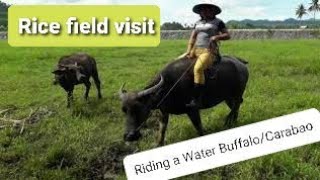 Riding the water buffalo Video