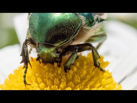 Insekten - ein Einblick in eine faszinierende Welt