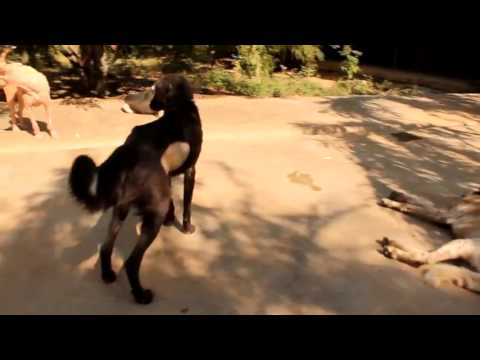 Daisy couldn t walk from pain   YOU helped us save her  Animal Aid Unlimited, India