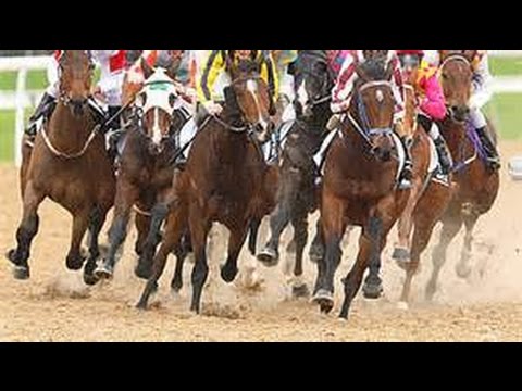 2015 Geelong Synthetic Race 5 _ Tigidig Tigidig Runs Second Again !