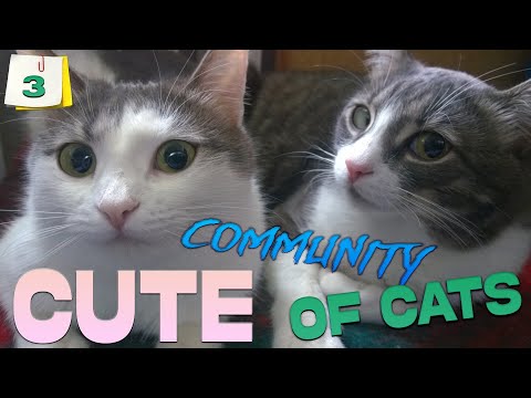 🐱Cute Community of Cats (C_C_C) #cat #cutecat #catlovers #catstalking