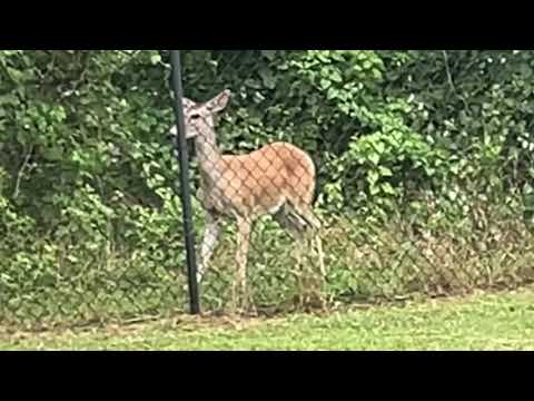 Tony & Ezekiel WHAT IS YOUR NAME Parody