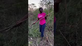 African village life , collecting firewood #shortvideo
