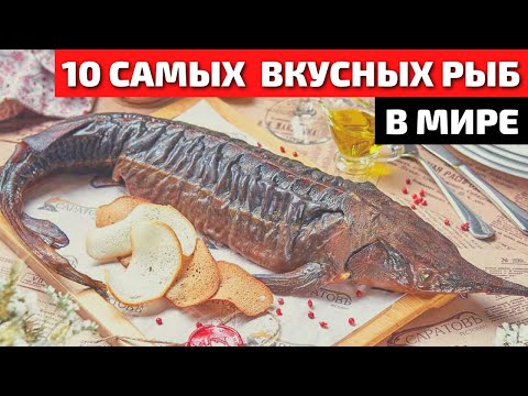 Топ 10 Самой Вкусной и Полезной Рыбы в Мире | Самая Вкусная Рыба | Самая Полезная Рыба