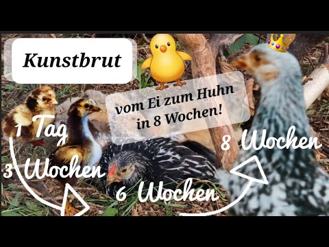 Vom Ei zum Huhn - die ersten 8 Wochen| Zwerg-Wyandotten & -Cochins | Hühner im Garten halten #2 🐣