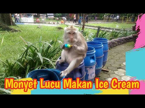 Huriya lihat monyet lucu makan ice cream [ funny monkey eat ice cream ]