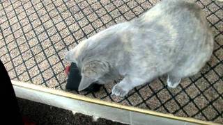 Villa Vodno cat (Skopje, Republic of Macedonia)