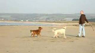 preview picture of video 'Doctor Gonzo and Rowan at Marazion'