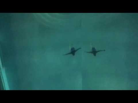 Grauzone - Marmelade Und Himbeereis