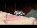 Cat Watching Horror Scene Whatsapp Status By Mega Status