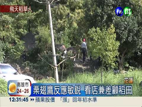 鷹界稻草人! 栗翅鷹顧稻田防搗亂