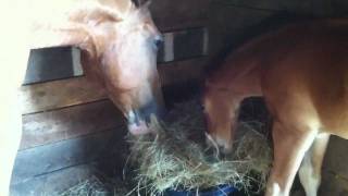 Donnerwetter Fritz. 2 weeks old..eating hay with mom with his new front teeth!