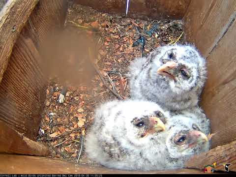 Owlets Nap In Corner Of Nest Box – April 30, 2018