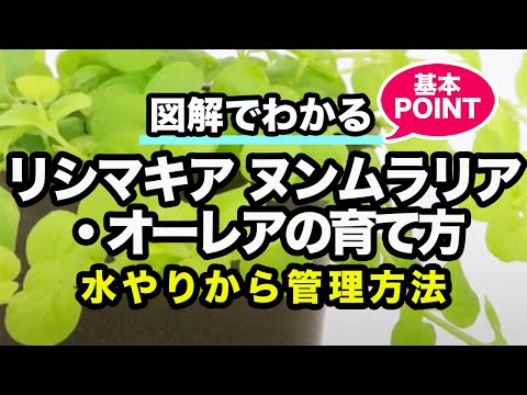 園芸 リシマコス