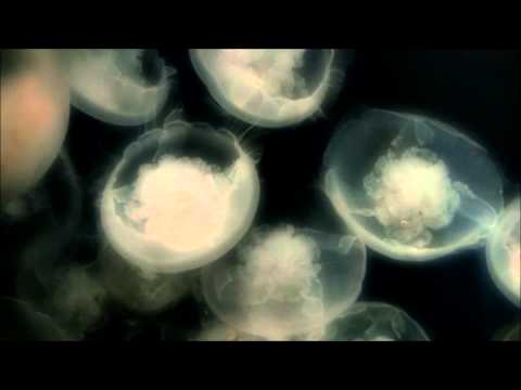 Tetarise - Aquamarine