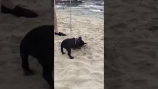 French Bulldog Freak Out by First Encounter with Sand