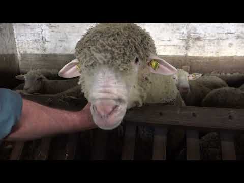 Ovčarstvo iz ugla struke