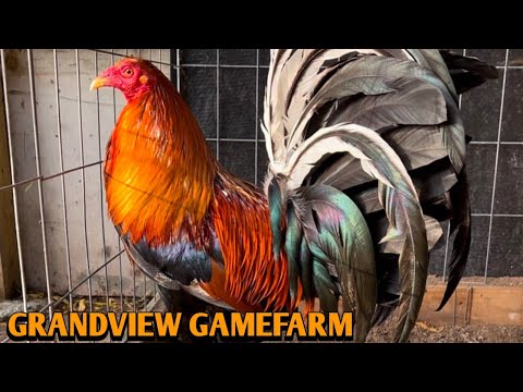 Yellow leg hatch Sweater Asil - GRANDVIEW FARM