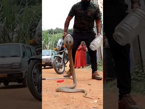 spectacle Cobra rescue time #viral #snake #cobra #ads #YouTube