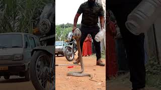 Download lagu spectacle Cobra rescue time #viral #snake #cobra #ads #YouTube mp3 Download lagu spectacle Cobra rescue time #viral #snake #cobra #ads #YouTube mp3