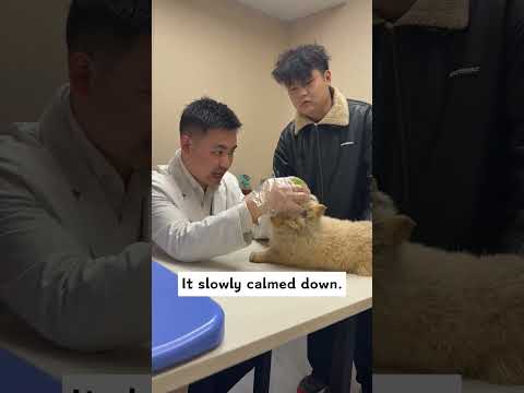 I saved a badly hurt puppy. He was so pitiful. I took him home, and then...#rescue #animals #puppy