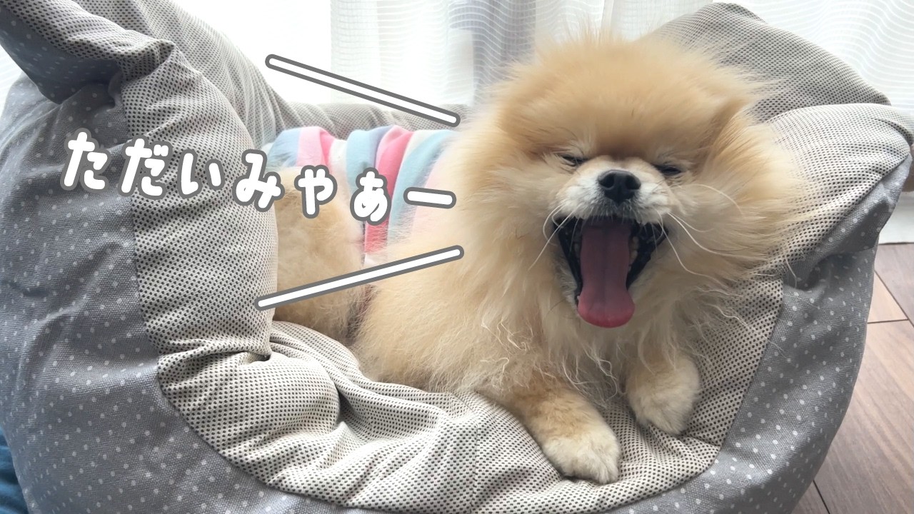 モチ退院！！お家に帰ってきてくれました！【2026.1月末～2月初旬・入院中から退院までの闘病記録② 】