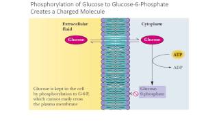 Glycolysis Phase I