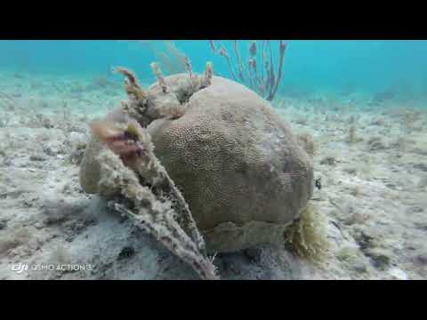 Snorkelling in Negril Jamaica (2) on the Riu Negril beach Bloody Bay