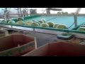2012 Watermelon Packing Shed Huron