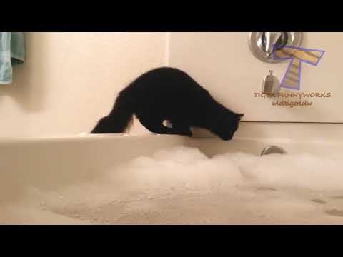 Cats will make you laugh your head off   Fanny cat Compilation